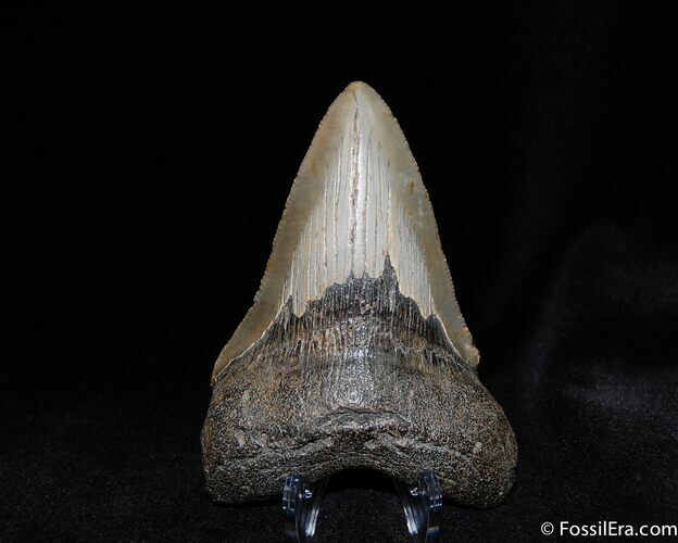 Very Serrated Inch Megalodon Tooth #96